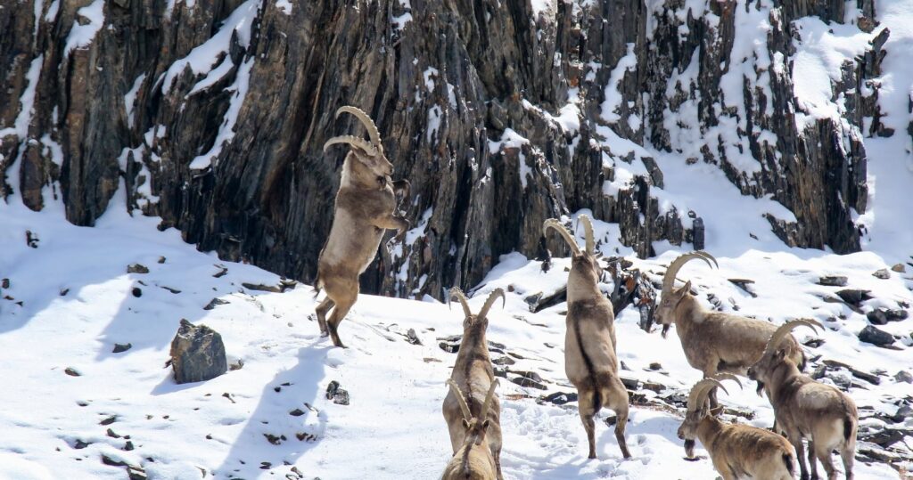 Markhor fighting in the snowy mountains