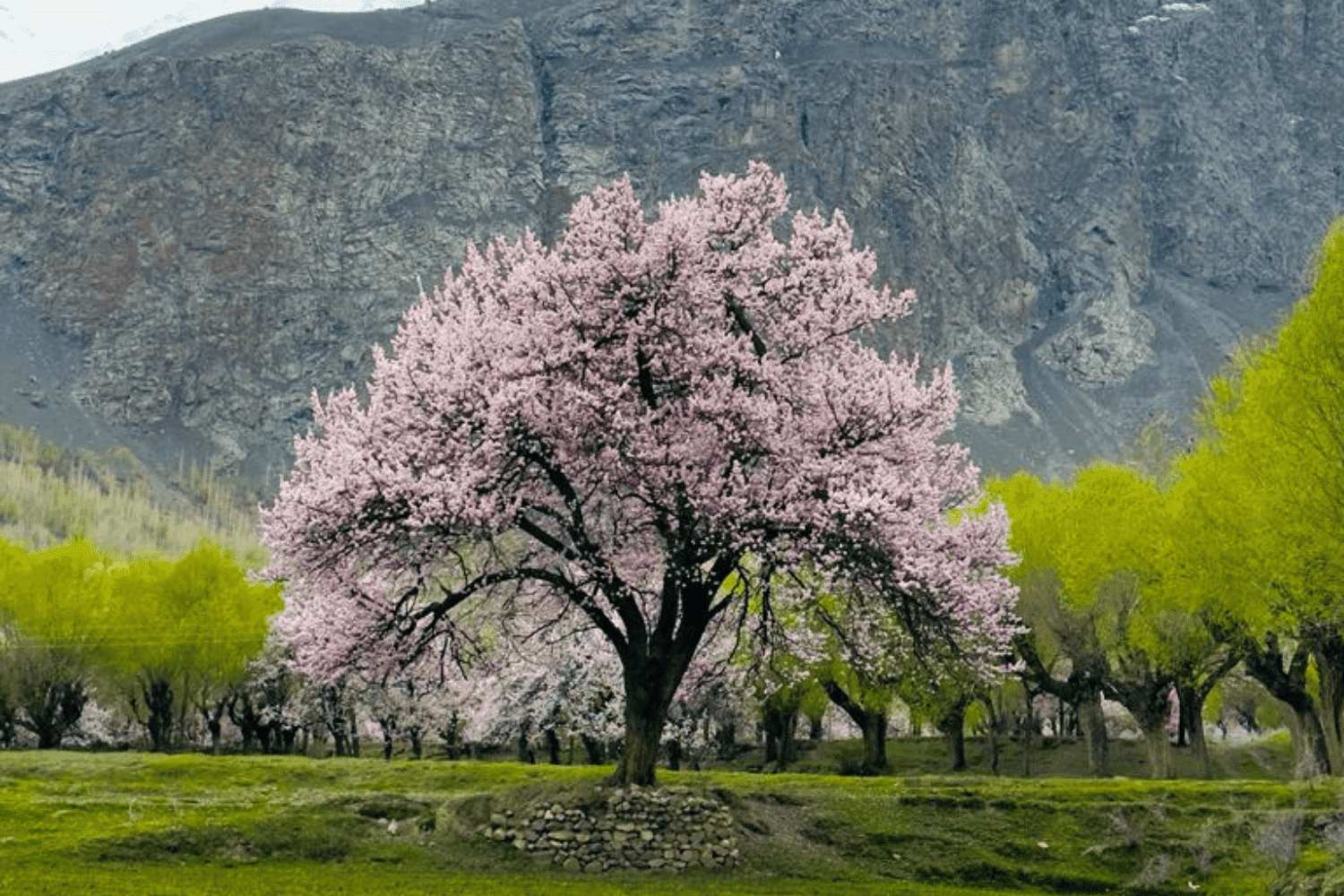Hunza spring tour 5