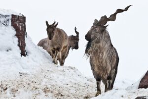 trophy hunting in Gilgit Baltistan