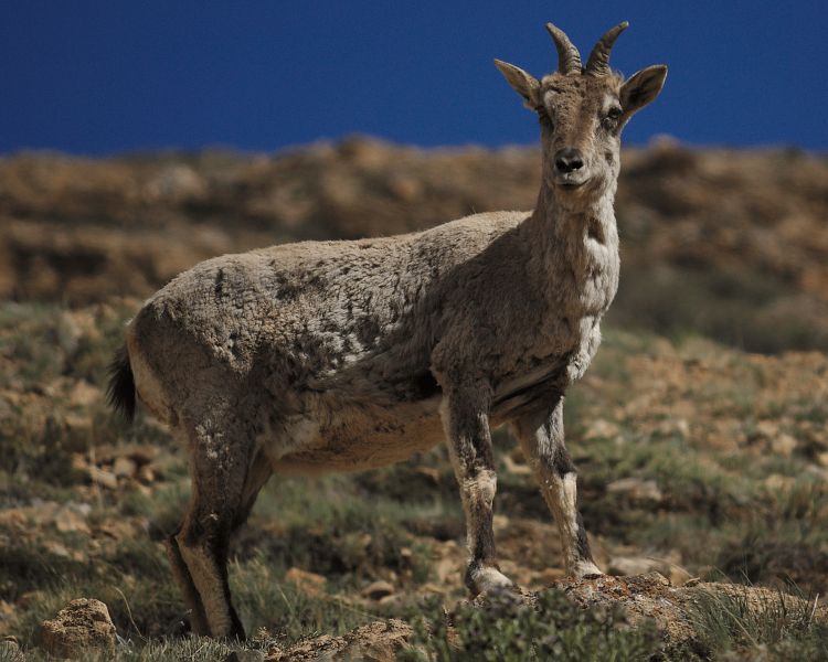 Blue Sheep in Gilgit Baltistan