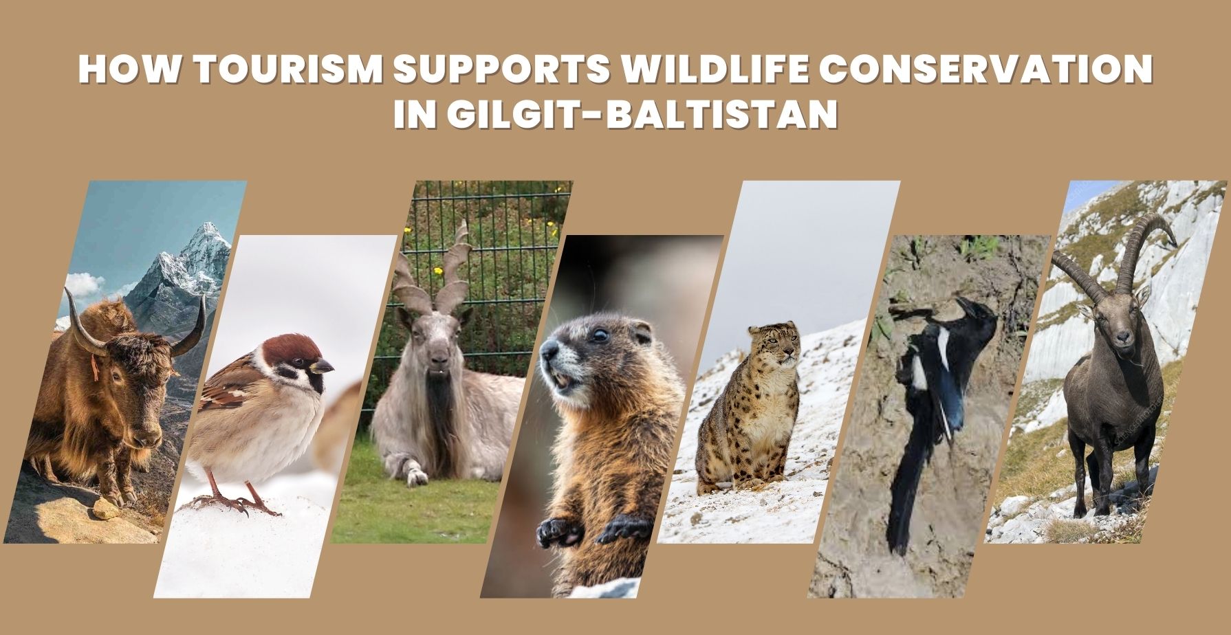 How Tourism Supports Wildlife Conservation in Gilgit-Baltistan