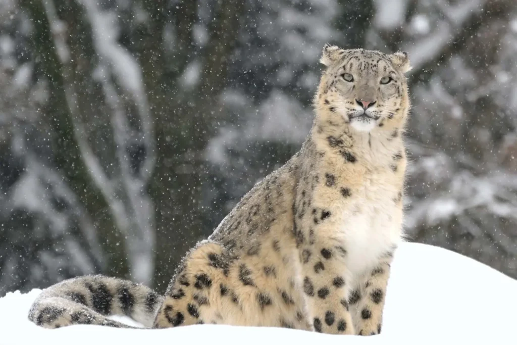 Wildlife Conservation Through Tourism